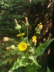 Sonchus asper asper