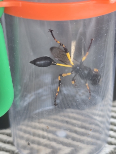 Sceliphron spirifex