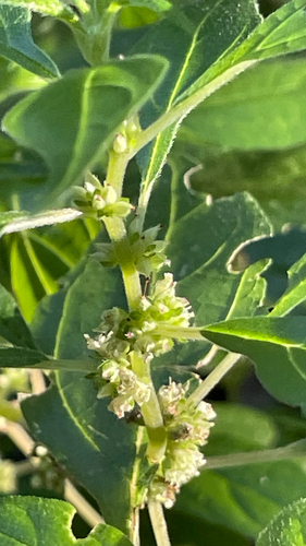 Parietaria officinalis