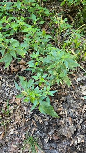 Parietaria officinalis, photograph 2