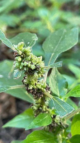 Parietaria officinalis, photograph 4