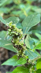 (c) Roger svk, some rights reserved (CC BY) Parietaria officinalis, photograph (c) Roger svk, some rights reserved (CC BY)