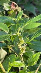 (c) Roger svk, some rights reserved (CC BY) Parietaria officinalis, photograph (c) Roger svk, some rights reserved (CC BY)