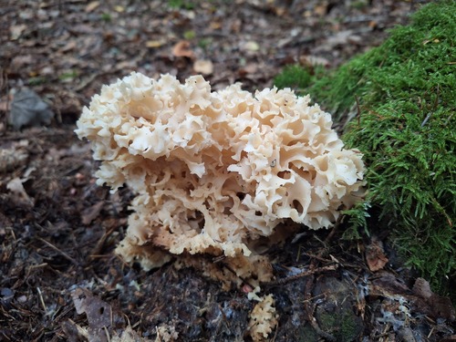 Cauliflower Fungus