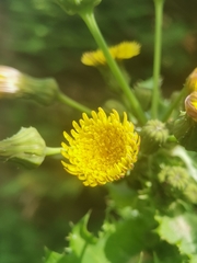Sonchus asper asper