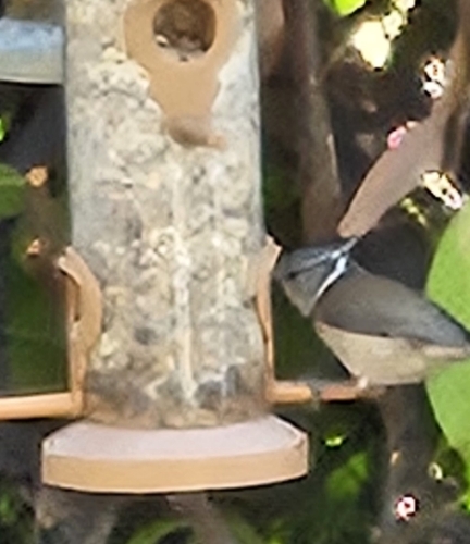 Crested Tit