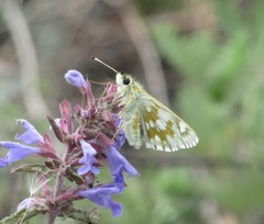 Muschampia cribrellum