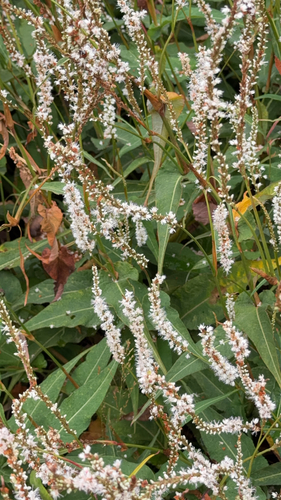 Bistorta amplexicaulis, photograph 4