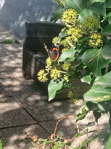 Red Admiral