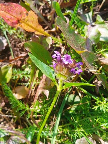 common selfheal