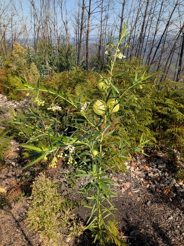 balloonplant