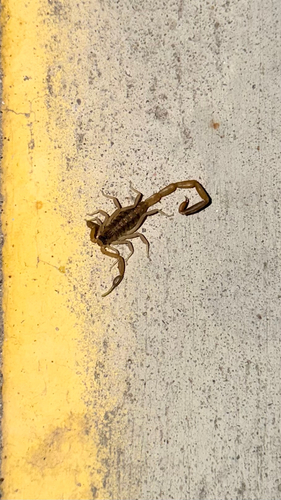 Striped Bark Scorpion