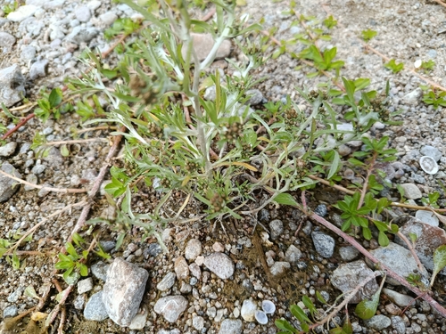 marsh cudweed