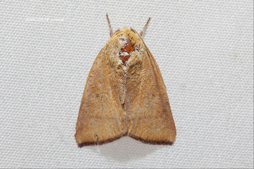 Xenochroa purpurea