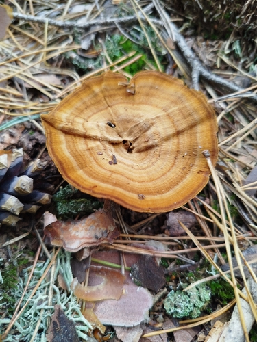 Brown Funnel Polypore