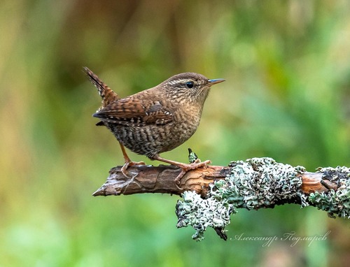 Eurasian Wren