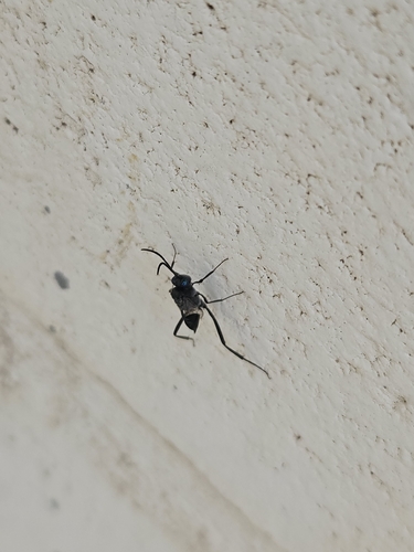 Blue-eyed Ensign Wasp