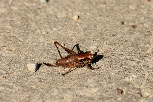 Dark Bush-cricket