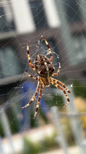 Cross Orbweaver