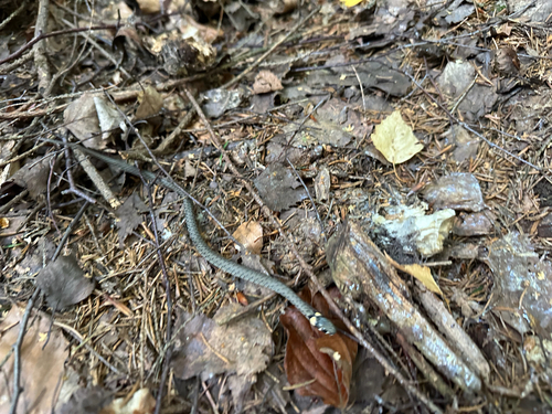 grass snake
