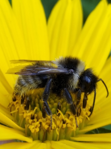 Field Cuckoo Bumble bee