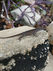 Anolis sagrei