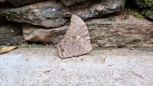 Common Evening Brown
