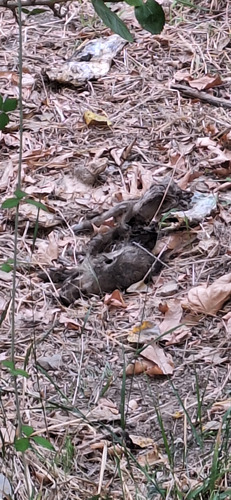 Wild Boar