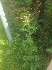 Sonchus asper asper