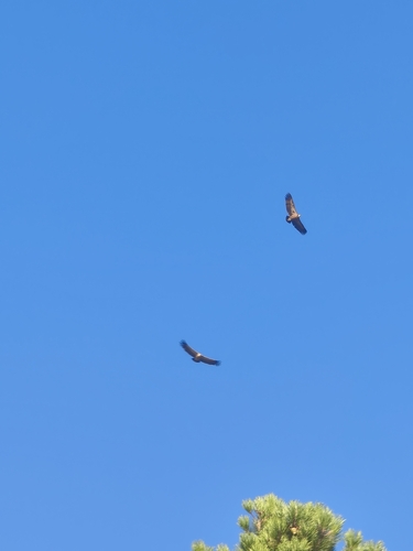 Eurasian Griffon