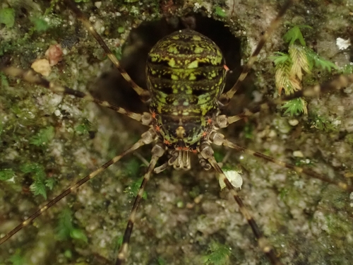 Neopantopsalis pentheter