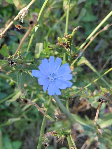 chicory