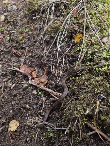 Adder