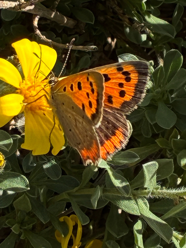 Small Copper