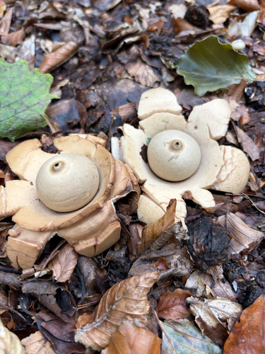 Collared Earthstar