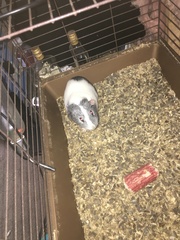 Cavia