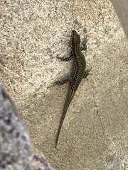 Podarcis muralis