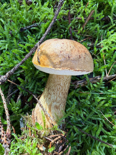 Bitter Bolete