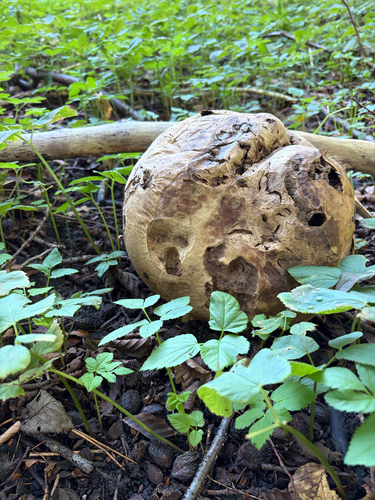 giant puffball