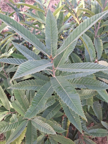 Sweet Chestnut