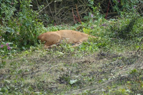 Western Roe Deer