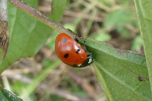 Seven-spotted Lady Beetle