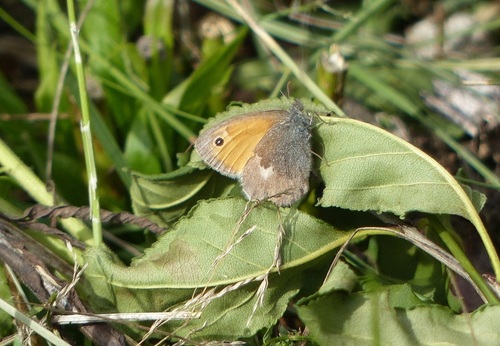 Small Heath