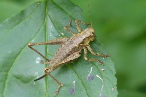 Dark Bush-cricket