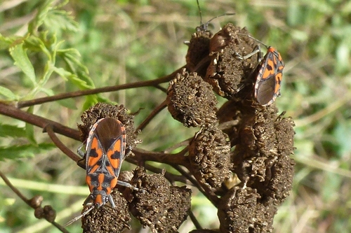 Spilostethus saxatilis