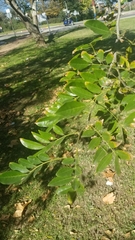 Lonchocarpus nitidus