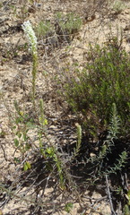 Hebenstretia dentata