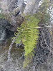 Woodsia montevidensis