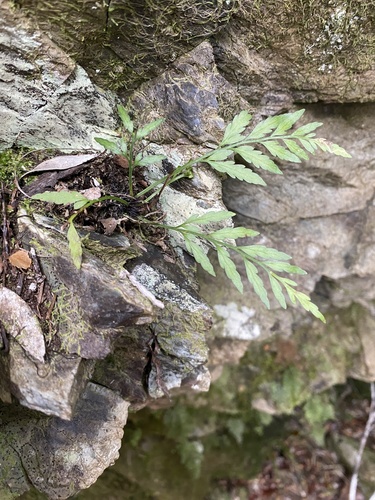 Asplenium appendiculatum observed 2026-09-20