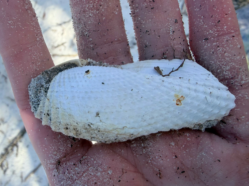 Cyrtopleura costata, 2026-09-19